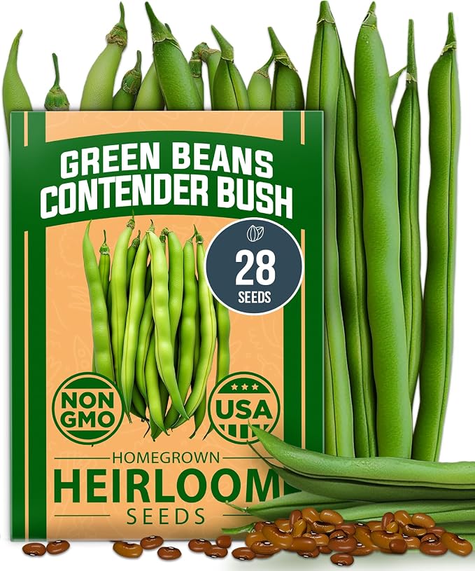 HOME GROWN Contender Bush Bean Seeds 28+ Heirloom Non-GMO, High Germination by HOMEGROWN