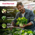 KVITER 1, 200 Baby Bok Choy Seeds - Image 4