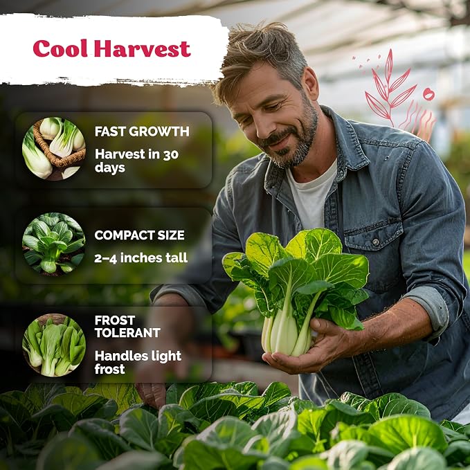 KVITER 1, 200 Baby Bok Choy Seeds - Image 4
