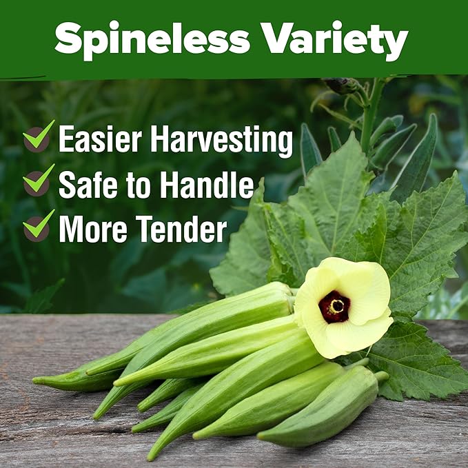 HOME GROWN Clemson Spineless Okra Seeds 101+ Heirloom Non-GMO Vegetable Seeds - Image 7