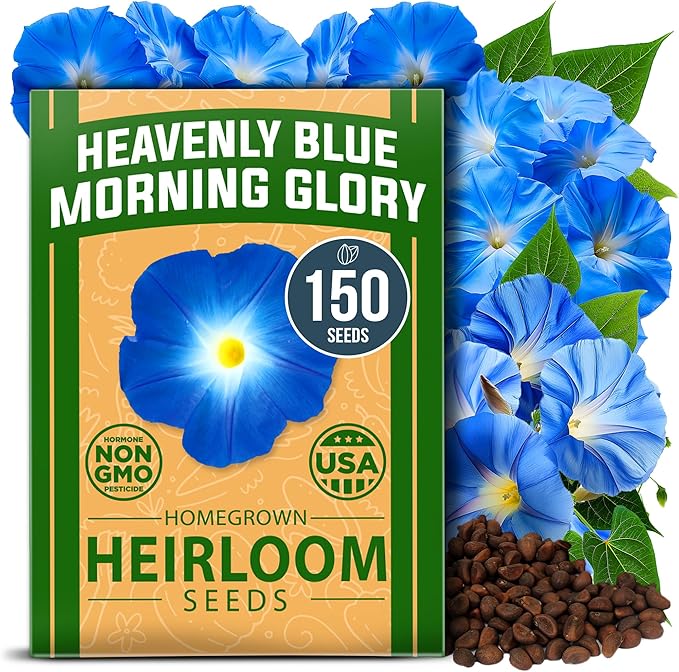 HOME GROWN Heavenly Blue Morning Glory by HOMEGROWN