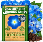 HOME GROWN Heavenly Blue Morning Glory by HOMEGROWN