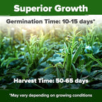 HOME GROWN Clemson Spineless Okra Seeds 101+ Heirloom Non-GMO Vegetable Seeds - Image 2