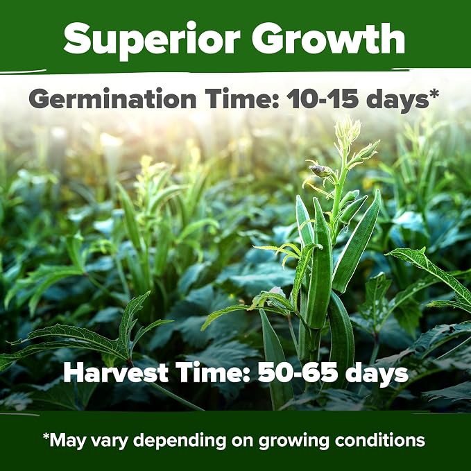 HOME GROWN Clemson Spineless Okra Seeds 101+ Heirloom Non-GMO Vegetable Seeds - Image 2