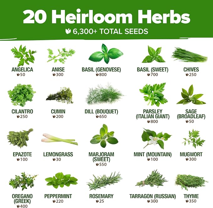 HOME GROWN Premium Herb Seeds Variety Pack - Image 3