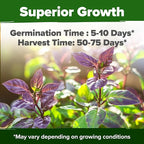 HOME GROWN Thai Basil Seeds Pack - Image 5