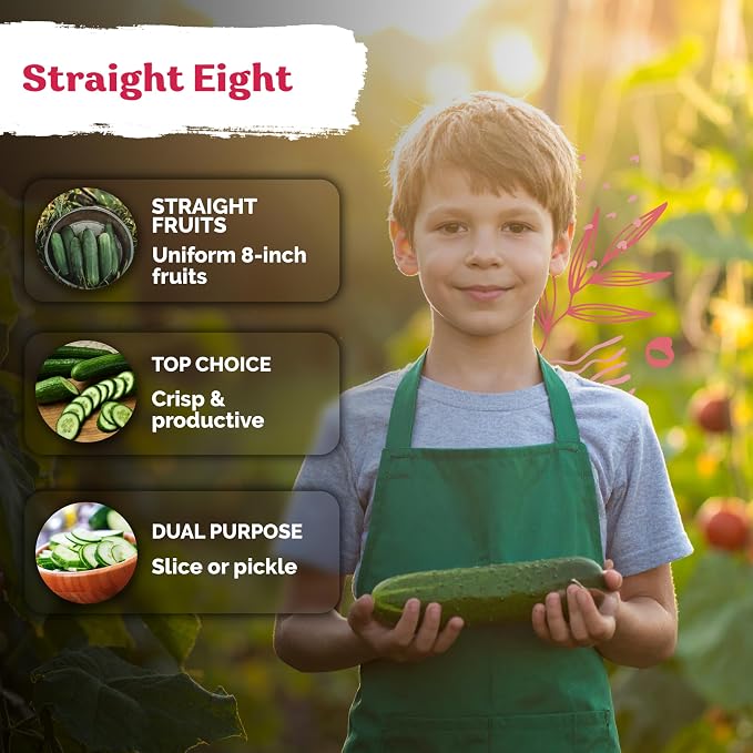 KVITER 150 Straight Eight Cucumber Seeds - Image 4