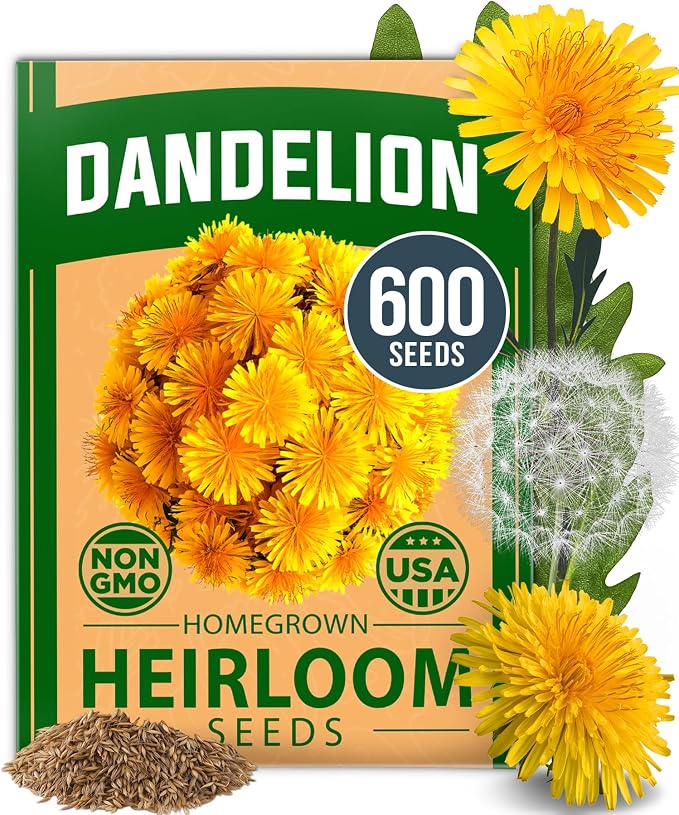 HOME GROWN Dandelion Seeds for Planting 600 Heirloom Medicinal Herb Seeds Non by HOMEGROWN