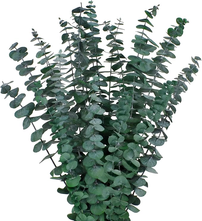 12PCS Dried Eucalyptus Bundle 17'' Real Eucalyptus Stems 100% Natural Fresh by CENELO