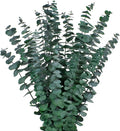 12PCS Dried Eucalyptus Bundle 17'' Real Eucalyptus Stems 100% Natural Fresh by CENELO
