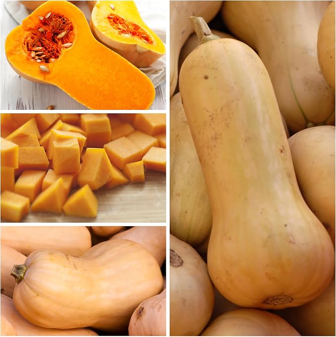 Seed Needs Waltham Butternut Squash Seeds - Image 7
