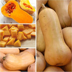 Seed Needs Waltham Butternut Squash Seeds - Image 7