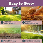 HOME GROWN Premium English Lavender Seeds -1, 300 Herb Seeds, Wildflower Seed - Image 6