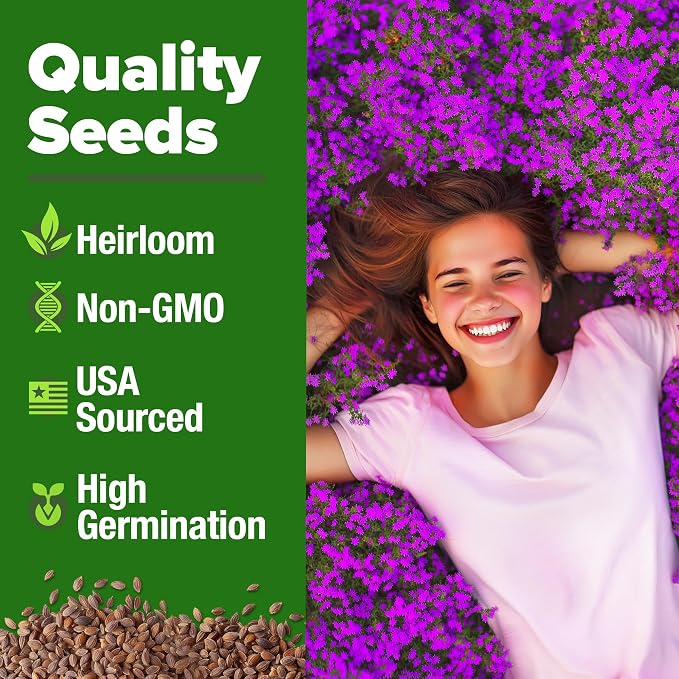 HOME GROWN Purple Creeping Thyme Seeds Non-GMO Ground Cover Flowers 22000+ - Image 2