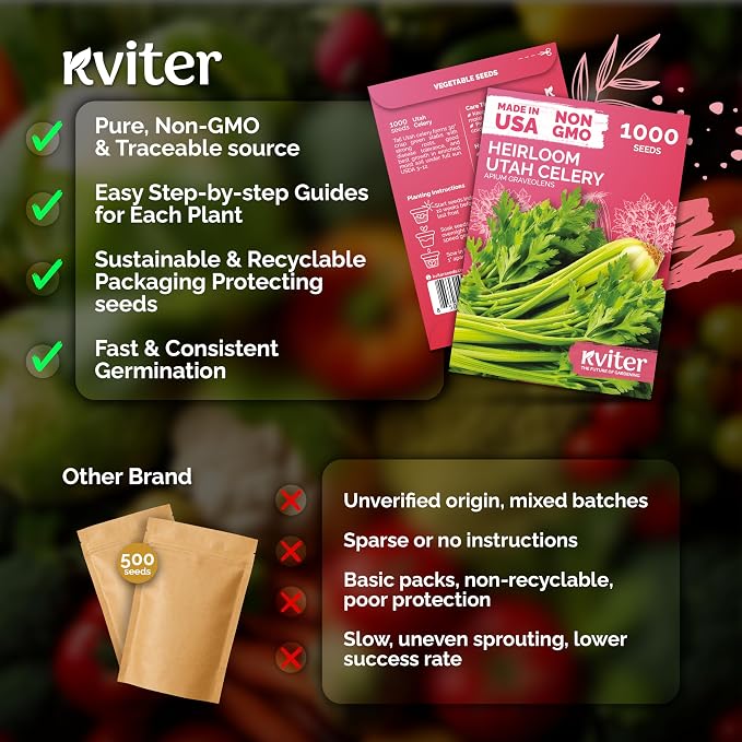 KVITER 1000 Tall Utah Celery Seeds – Celery Seed Packets Home Grown – Non GMO - Image 5
