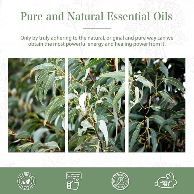PHATOIL Pure Eucalyptus Essential Oil, 100% Pure Therapeutic Grade Premium Oil - Image 7