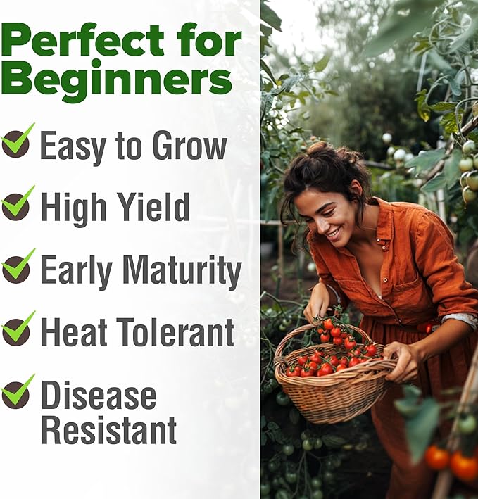 HOME GROWN Large Red Cherry Tomato Seeds 500+ Heirloom Non GMO Seeds - Image 4