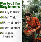HOME GROWN Large Red Cherry Tomato Seeds 500+ Heirloom Non GMO Seeds - Image 4