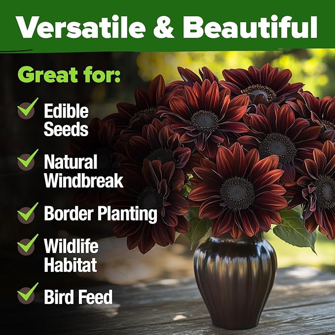 HOME GROWN Chocolate Cherry Sunflower Seeds – 150 Heirloom Non-GMO Seeds – - Image 7