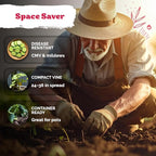 KVITER 50 Spacemaster 80 Cucumber Seeds - Image 4