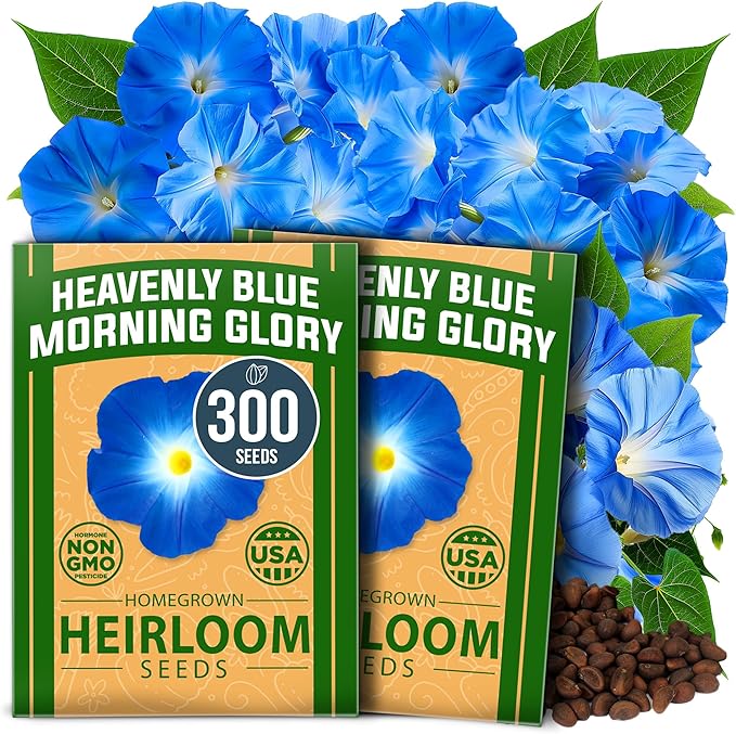 HOME GROWN Morning Glory Seeds, Heavenly Blue 300 Heirloom Morning Glories Vine by HOMEGROWN