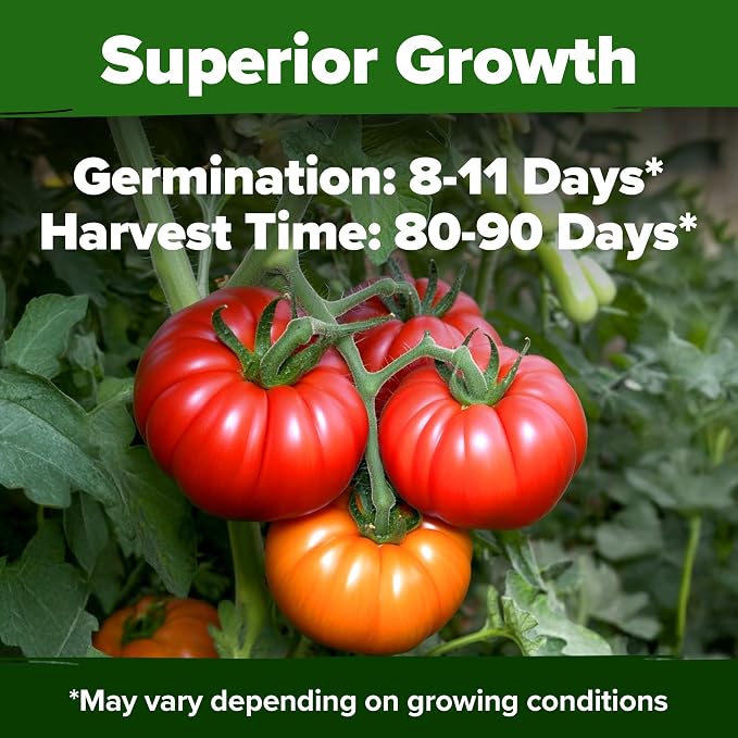 HOME GROWN Beefsteak Tomato Seeds 300+ Heirloom Non-GMO Seeds - Image 6