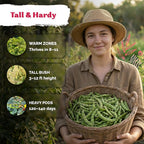 KVITER 30 Guandules Pigeon Peas Seeds - Image 4
