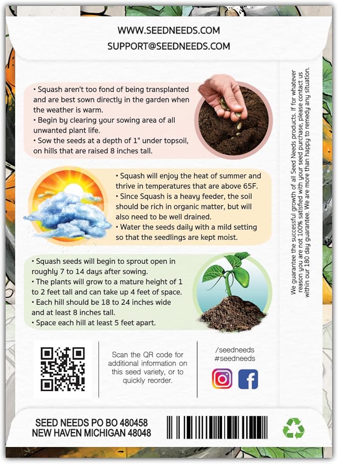 Seed Needs, Table King Acorn Winter Squash Seeds - Image 2