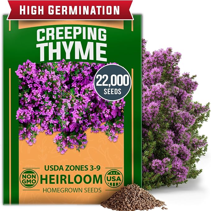 HOME GROWN Purple Creeping Thyme Seeds Non-GMO Ground Cover Flowers 22000+ by HOMEGROWN