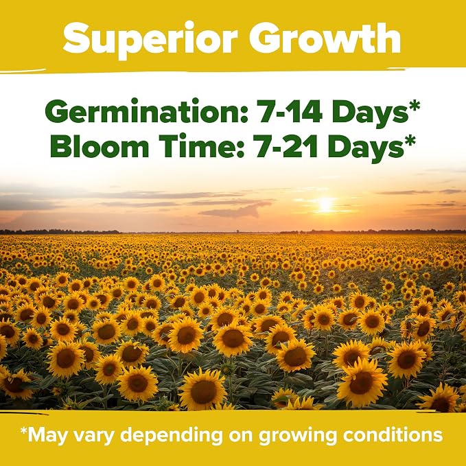HOME GROWN Sunflower Seeds for Planting | 8 Varieties |1000+ Non-GMO Sun Flower - Image 4