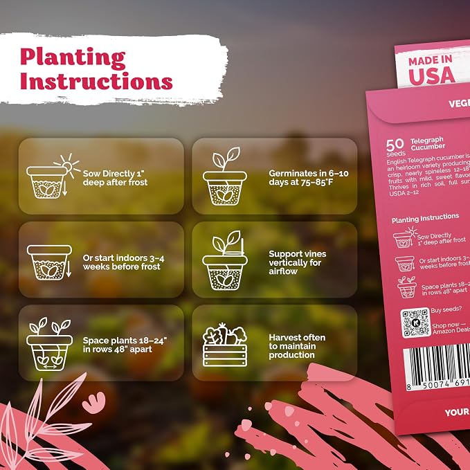 KVITER 50 English Telegraph Cucumber Seeds - Image 3