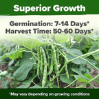HOME GROWN Contender Bush Bean Seeds 28+ Heirloom Non-GMO, High Germination - Image 2