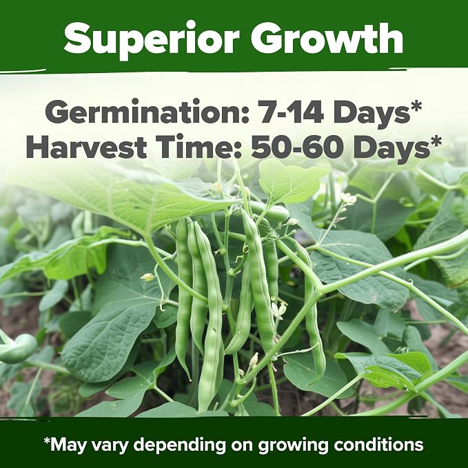 HOME GROWN Contender Bush Bean Seeds 28+ Heirloom Non-GMO, High Germination - Image 2