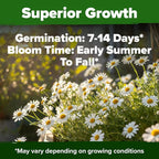 HOME GROWN German Chamomile Seed Pack 2, 280 Non GMO Heirloom Seeds - Image 6