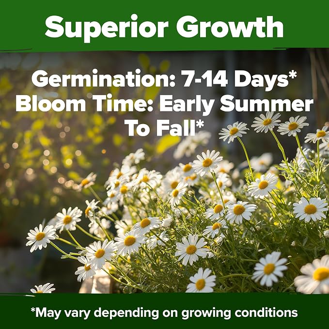 HOME GROWN German Chamomile Seed Pack 2, 280 Non GMO Heirloom Seeds - Image 6