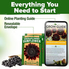 HOME GROWN Chocolate Cherry Sunflower Seeds – 150 Heirloom Non-GMO Seeds – - Image 8