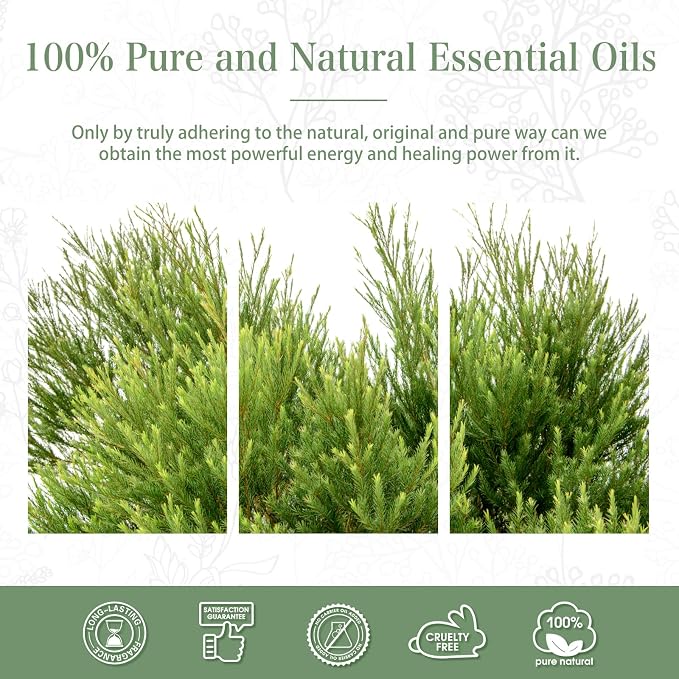 Tea Tree 3.38fl.oz Essential Oil, PHATOIL Pure Aromatherapy Oils - Image 7