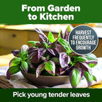 HOME GROWN Thai Basil Seeds Pack - Image 9