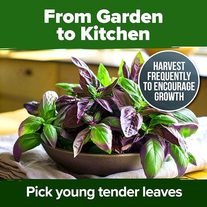 HOME GROWN Thai Basil Seeds Pack - Image 9