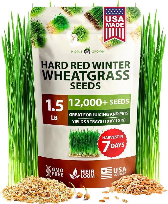 HOME GROWN Hard Red Winter Wheatgrass Seeds 12, 000+ Bulk 1.5 lb Heirloom by HOMEGROWN
