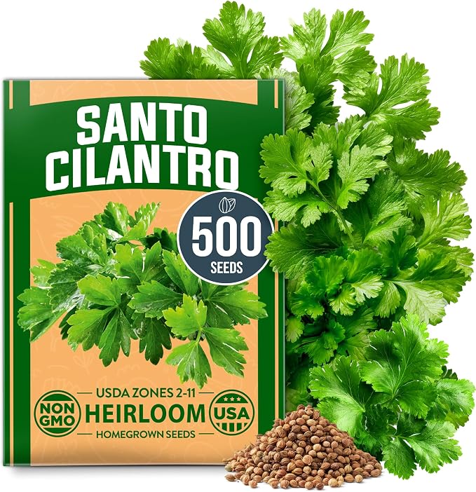 HOME GROWN Non GMO 500+ Cilantro Seeds Heirloom Coriander Seeds by HOMEGROWN