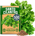 HOME GROWN Non GMO 500+ Cilantro Seeds Heirloom Coriander Seeds by HOMEGROWN