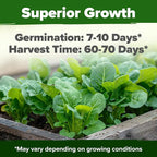 HOME GROWN Parris Island Romaine Lettuce Seeds 7000+ Bulk Pack Heirloom Non-GMO - Image 2
