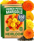 HOME GROWN Petite French Marigold Seeds 658 Flower Seeds by HOMEGROWN