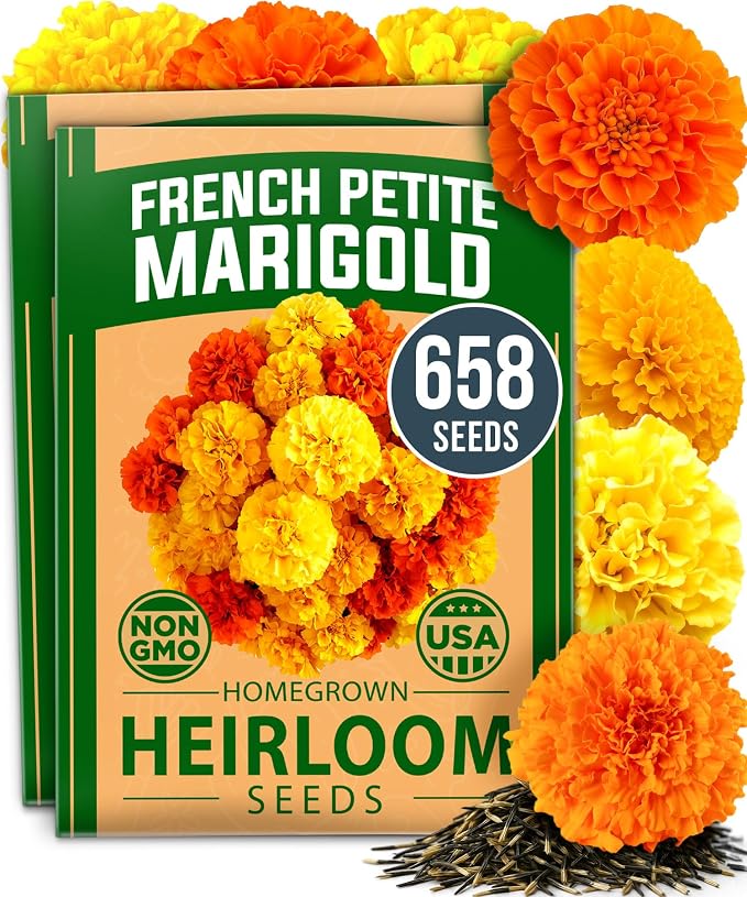 HOME GROWN Petite French Marigold Seeds 658 Flower Seeds by HOMEGROWN