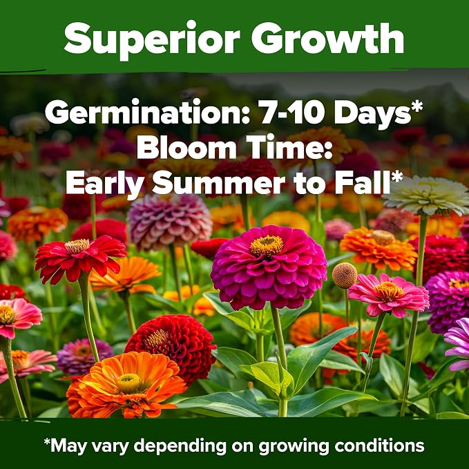 HOME GROWN Zinnia Seeds for 2026 - Image 4
