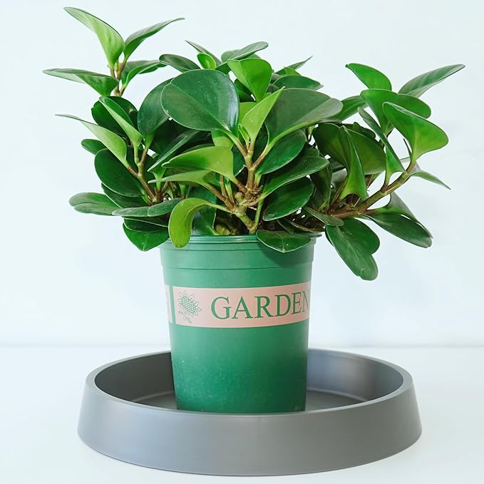 1 Pack Plant Saucer Tray for Ceramic Plastic Pots, 6 inch Plant Saucers for - Image 3