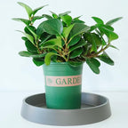 1 Pack Plant Saucer Tray for Ceramic Plastic Pots, 6 inch Plant Saucers for - Image 3