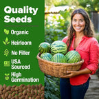HOME GROWN Organic Crimson Sweet Watermelon Seeds 15+ Heirloom Non-GMO - Image 2
