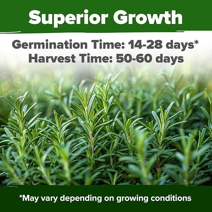 HOME GROWN Rosemary Seeds Pack - Image 2